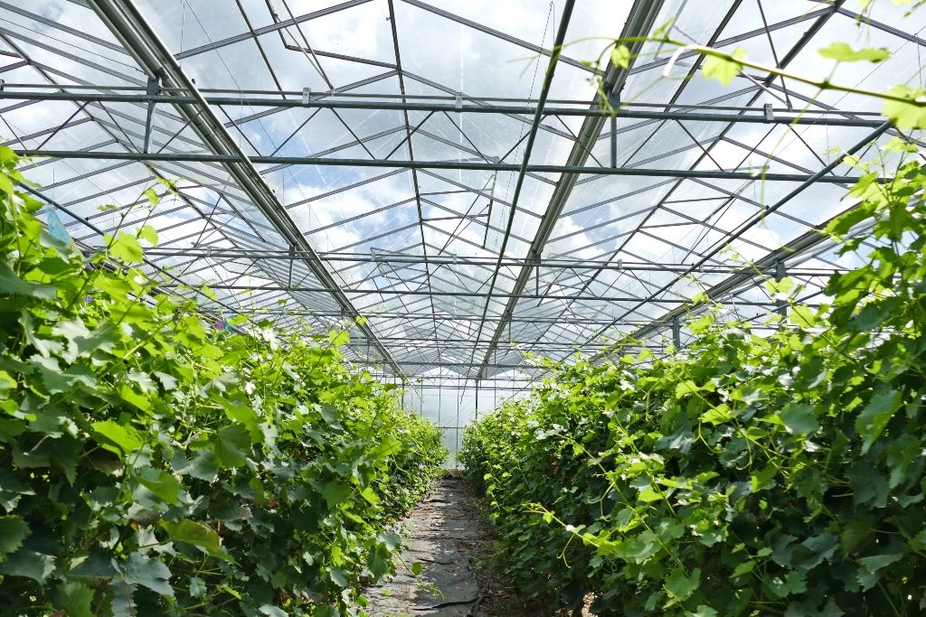 druivenranken in serre bij Peerts Horticulture
