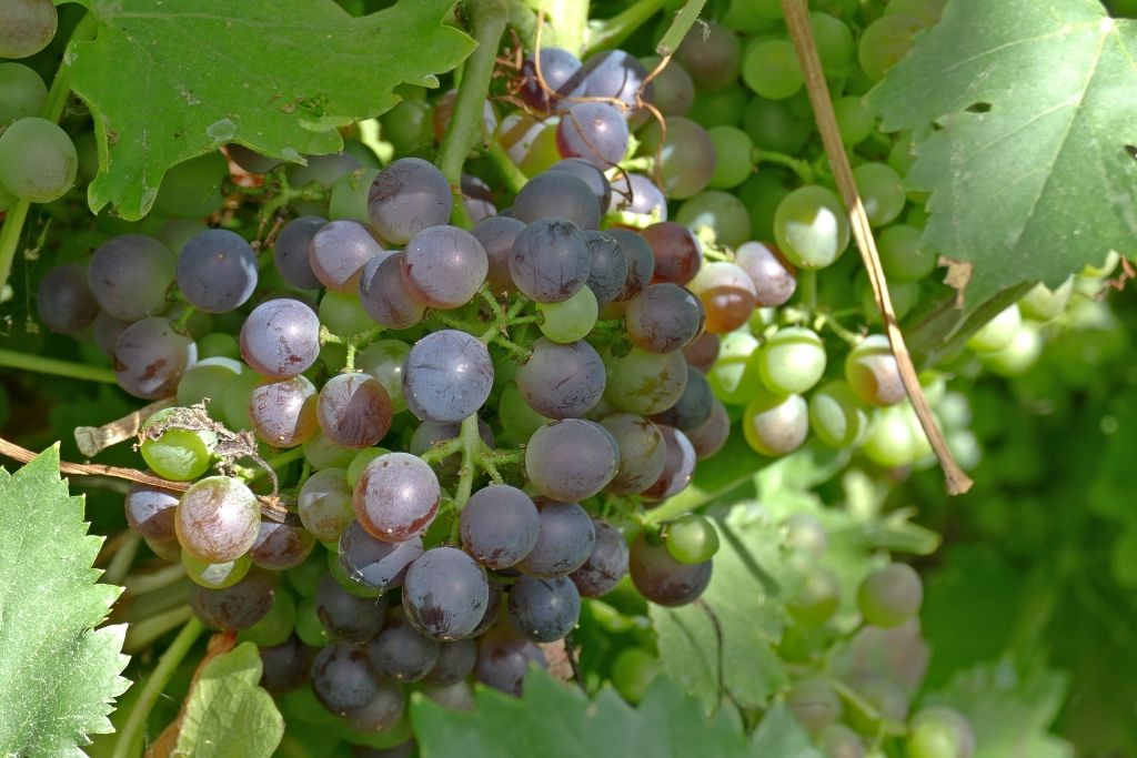 druiven MAJU Lochristi