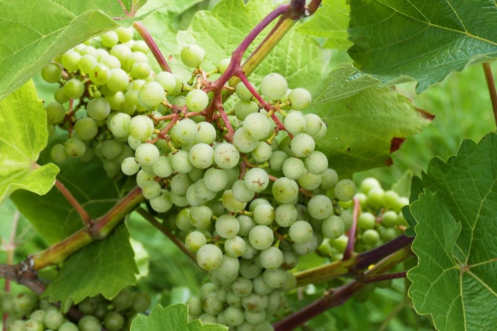 druiventros in wijngaard vin deux te wachtebeke