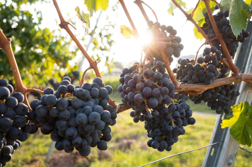 druiven in zonlicht op de wijngaard