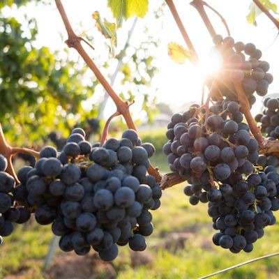 druiven in zonlicht op de wijngaard