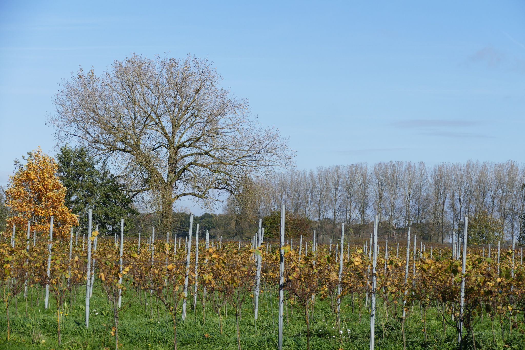 herfst in de wijngaard