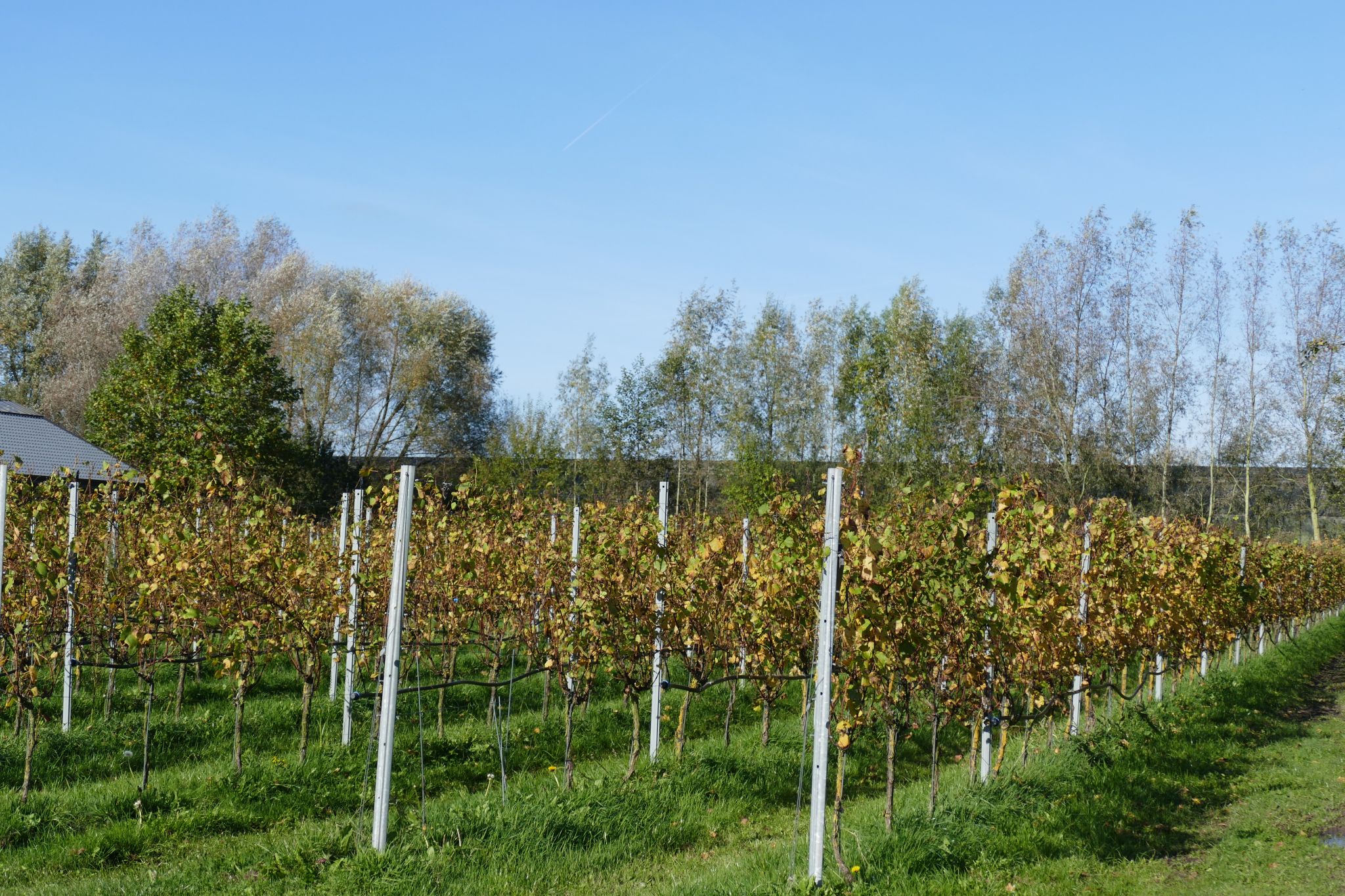 herfst in de wijngaard