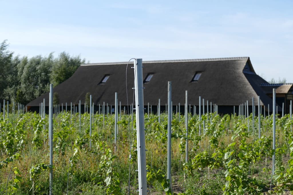 tussen de wijnranken met zicht op het chateau