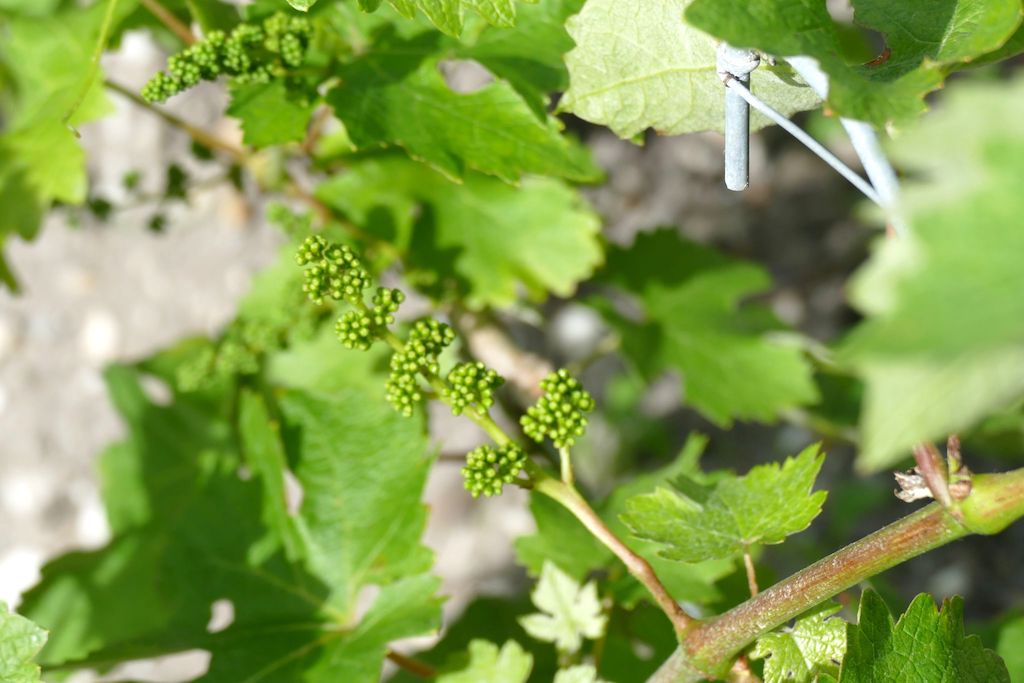 tros groene bolletjes